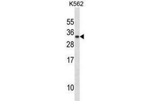 PRL Antibody (C-term) western blot analysis in K562 cell line lysates (35µg/lane). (Prolactin anticorps  (C-Term))