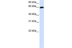 WB Suggested Anti-ZNF37A Antibody Titration:  0. (ZNF37A anticorps  (C-Term))