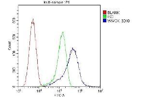 Flow Cytometry analysis of U20S cells using anti-WWOX antibody (ABIN6719627). (WWOX anticorps  (AA 1-245))
