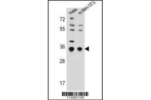 Western blot analysis in Hela,mouse NIH-3T3 cell line lysates (35ug/lane). (SSR1 anticorps  (N-Term))