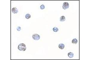 Immunocytochemistry of Norrin in Jurkat cells with this product at 5 μg/ml.