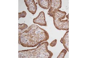Immunohistochemical analysis of C on paraffin-embedded Human placenta tissue.
