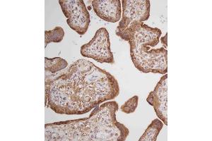 Immunohistochemical analysis of C on paraffin-embedded Human placenta tissue. (Prolactin anticorps  (AA 48-76))