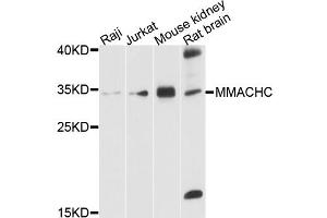 Western blot analysis of extracts of various cell lines, using MMACHC antibody. (MMACHC anticorps)