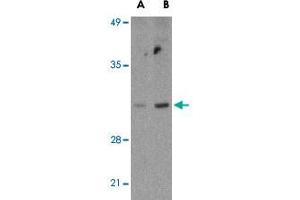 Western blot analysis of BCL2L14 in U-937 cell lysates with BCL2L14 polyclonal antibody  at (A) 2. (BCL2L14 anticorps  (C-Term))