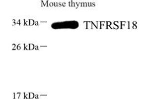 Western blot analysis of GITR (ABIN7076068),at dilution of 1: 1000,Lane 1: Mouse thymus tissue lysate (TNFRSF18 anticorps)