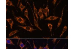 Immunofluorescence analysis of L929 cells using CCDC6 Polyclonal Antibody at dilution of 1:100.
