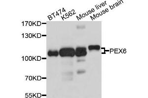 Western blot analysis of extracts of various cell lines, using PEX6 antibody (ABIN5998494) at 1/1000 dilution. (PEX6 anticorps)