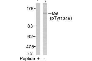 Western blot analysis of extracts from HepG2 cells using Met(Phospho-Tyr1349) Antibody(Lane 2) and the same antibody preincubated with blocking peptide(Lane1). (c-MET anticorps  (pTyr1349))