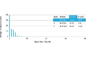 anti-Aldehyde Dehydrogenase 1 Family, Member L1 (ALDH1L1) antibody