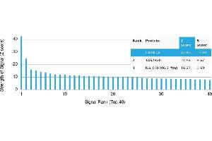 Protein Array (PAr) image for anti-Calcium/calmodulin-Dependent Protein Kinase II alpha (CAMK2A) antibody (ABIN7456112) (CAMK2A anticorps)