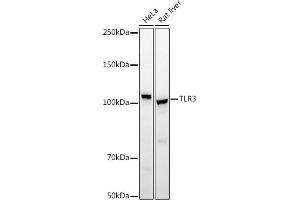 Western blot analysis of extracts of various cell lines, using TLR3 antibody (ABIN6130066, ABIN6149219, ABIN6149220 and ABIN6215465) at 1:500 dilution.