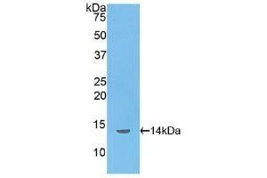 Detection of Recombinant INHbB, Rat using Polyclonal Antibody to Inhibin Beta B (INHbB)