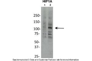 Sample Type: Chicken Liver Nuclei (50ug)Primary Dilution: 1:1000Secondary Antibody: goat anti-rabbit HRPSecondary Dilution: 1:2000Image Submitted By: Silvia MooreWeill Cornell Medical College
