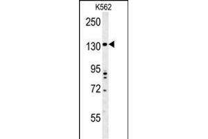 TMEM132D Antibody (C-term) (ABIN653969 and ABIN2843919) western blot analysis in K562 cell line lysates (35 μg/lane). (TMEM132D anticorps  (C-Term))