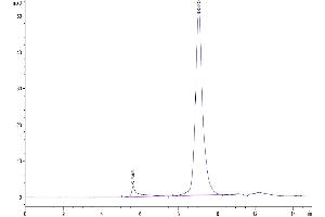 The purity of Mouse ADAM8 is greater than 95 % as determined by SEC-HPLC.