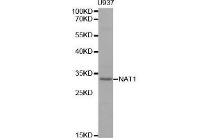 Western blot analysis of extracts of U937 cell line, using NAT1 antibody. (NAT1 anticorps  (AA 1-290))
