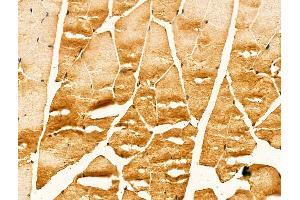 ABIN7094261 and ABIN7098308 at 1/100 staining Mouse muscle tissue by IHC-P. (GM2A anticorps  (Internal Region))