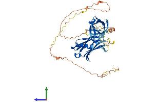 AlphaFold protein structure predicition of Mouse Recombinant Syt13 Protein, UniprotID Q9EQT6