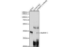 Immunoprecipitation analysis of 300 μg extracts of K-562 cells using 3 μg hnRNP C antibody (ABIN7267630). (HNRNPC anticorps)