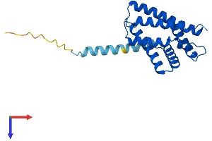 AlphaFold protein structure predicition of Mouse Recombinant Tnfaip8 Protein, UniprotID Q921Z5