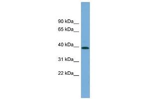 PLEKHA1 antibody used at 1 ug/ml to detect target protein. (PLEKHA1 anticorps  (N-Term))