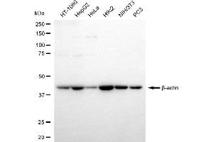 Western blotting analysis using beta actin antibody (ABIN7797467). (Recombinant beta Actin anticorps)