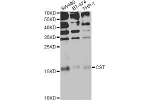 Western blot analysis of extracts of various cell lines, using CST1 Antibody (ABIN6293854) at 1:1000 dilution. (CST1 anticorps)