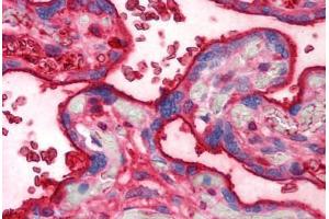 Human Placenta (formalin-fixed, paraffin-embedded) stained with TF antibody ABIN293195 at 10 ug/ml followed by biotinylated anti-mouse IgG secondary antibody ABIN481714, alkaline phosphatase-streptavidin and chromogen. (Transferrin anticorps)