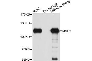 Immunoprecipitation analysis of 150 μg extracts of A549 cells using 3 μg MSH2 antibody (ABIN5970471). (MSH2 anticorps)