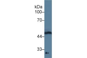 Western blot analysis of Rat Spinal cord lysate, using Human GDF11 Antibody (3 µg/ml) and HRP-conjugated Goat Anti-Mouse antibody ( (GDF11 anticorps  (AA 138-386))