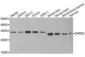 Western blot analysis of extracts of various cell lines, using DHRS2 antibody. (DHRS2 anticorps  (AA 1-300))