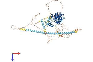AlphaFold protein structure predicition of Human Recombinant CDK11B Protein, UniprotID P21127