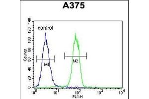 ECE-1 Antibody (C-term) (ABIN652254 and ABIN2841063) flow cytometric analysis of  cells (right histogram) compared to a negative control cell (left histogram).
