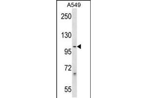 Western blot analysis in A549 cell line lysates (35ug/lane). (PCDHB1 anticorps  (C-Term))