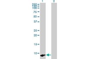 Western Blot analysis of TMSB4X expression in transfected 293T cell line by TMSB4X MaxPab polyclonal antibody. (TMSB4X anticorps  (AA 1-44))