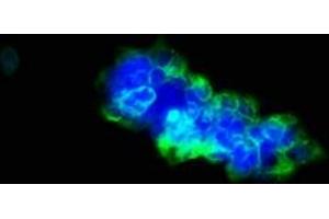 Immunofluorescence staining of 293 cells with ABIN7174678 at 1:33, counter-stained with DAPI.