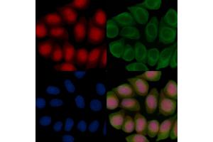 ABIN7096729 and ABIN7100794 staining Hela cells(45 min of heat-shock treatment) by IF/ICC. (ZNF382 anticorps)