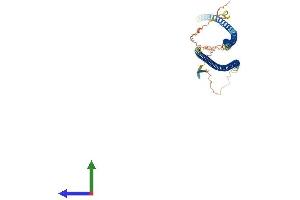 AlphaFold protein structure predicition of Mouse Recombinant Prph Protein, UniprotID P15331