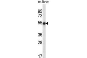 Western Blotting (WB) image for anti-Indian Hedgehog (IHH) antibody (ABIN2995189)