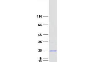Validation with Western Blot (MRPS11 Protein (Transcript Variant 1) (Myc-DYKDDDDK Tag))