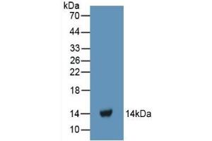 Detection of Recombinant FGa, Human using Polyclonal Antibody to Fibrinogen Alpha Chain (FGA) (FGA anticorps  (AA 124-214))