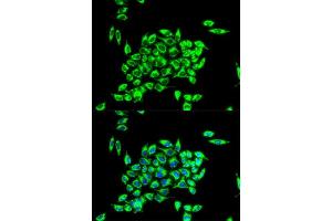 Immunofluorescence analysis of HeLa cell using TRAP1 antibody. (TRAP1 anticorps)