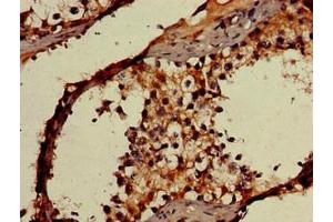 Immunohistochemistry of paraffin-embedded human testis tissue using ABIN7142174 at dilution of 1:100 (OAS3 anticorps  (AA 424-565))