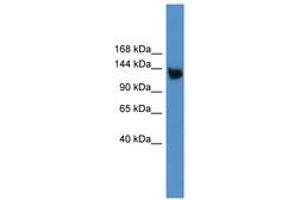 Image no. 1 for anti-Low Density Lipoprotein Receptor-Related Protein 8, Apolipoprotein E Receptor (LRP8) (AA 650-699) antibody (ABIN6746240) (LRP8 anticorps  (AA 650-699))