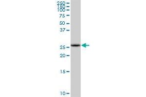 COMTD1 MaxPab polyclonal antibody. (COMTD1 anticorps  (AA 1-262))