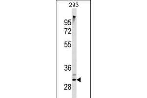 ZWINT Antibody (ABIN1538739 and ABIN2843832) western blot analysis in 293 cell line lysates (35 μg/lane). (ZWINT anticorps)