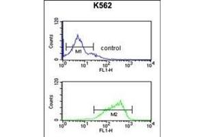 HAS2 Antibody (Center) (ABIN651874 and ABIN2840432) flow cytometric analysis of K562 cells (bottom histogram) compared to a negative control(top histogram).