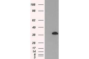HEK293T cells were transfected with the pCMV6-ENTRY control (Left lane) or pCMV6-ENTRY MAPK1 (Right lane) cDNA for 48 hrs and lysed. (ERK2 anticorps)