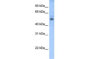 WB Suggested Anti-STEAP3 Antibody Titration:  0. (STEAP3 anticorps  (C-Term))